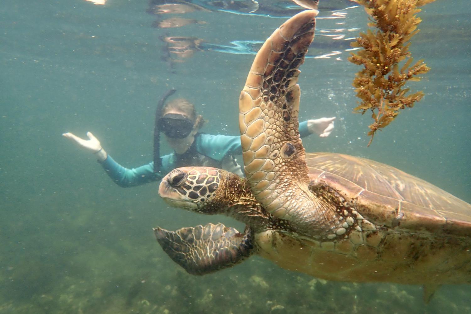 一名<a href='http://1f.a5service.com'>全球十大赌钱排行app</a>学生在Galápagos群岛游学途中与一只巨龟游泳.